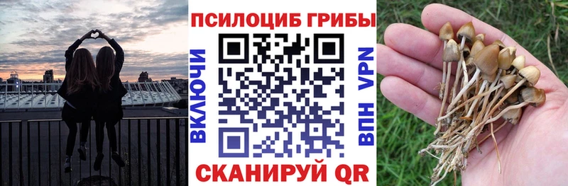 Псилоцибиновые грибы Psilocybe  дарнет шоп  Бугуруслан 